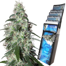 Buddha Pulsar feminised (Buddha Seeds)