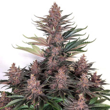 Buddha Purple Kush feminised (Buddha Seeds)