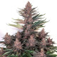 Насіння коноплі Buddha Purple Kush fem. Buddha Seeds