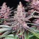 Насіння коноплі Buddha Purple Kush fem. Buddha Seeds