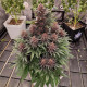 Насіння коноплі Buddha Purple Kush fem. Buddha Seeds