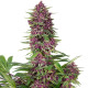 Насіння коноплі Buddha Purple Kush fem. Buddha Seeds