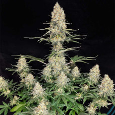 Buddha Quasar feminised (Buddha Seeds)