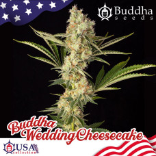 Buddha Wedding Cheesecake feminised (Buddha Seeds)