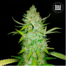 AK auto feminised (Bulk Seed Bank)