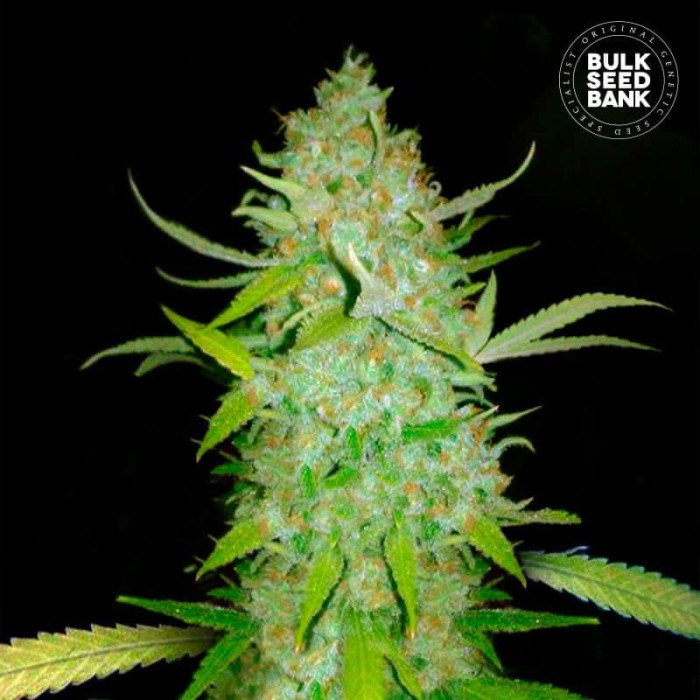 Насіння коноплі AK autofem. Bulk Seed Bank