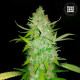 Насіння коноплі AK autofem. Bulk Seed Bank