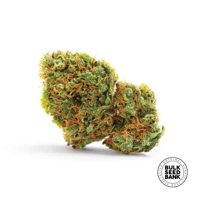 Насіння коноплі AK autofem. Bulk Seed Bank