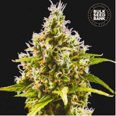 Amnesia Haze auto feminised (Bulk Seed Bank)
