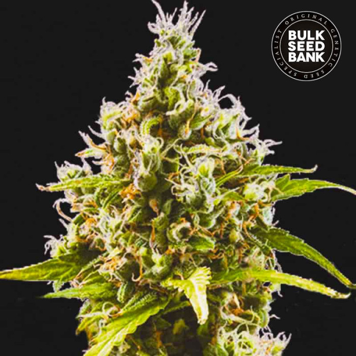 Насіння коноплі Amnesia Haze autofem. Bulk Seed Bank