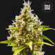 Насіння коноплі Amnesia Haze autofem. Bulk Seed Bank