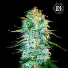 Amnesia Platinum auto feminised (Bulk Seed Bank)