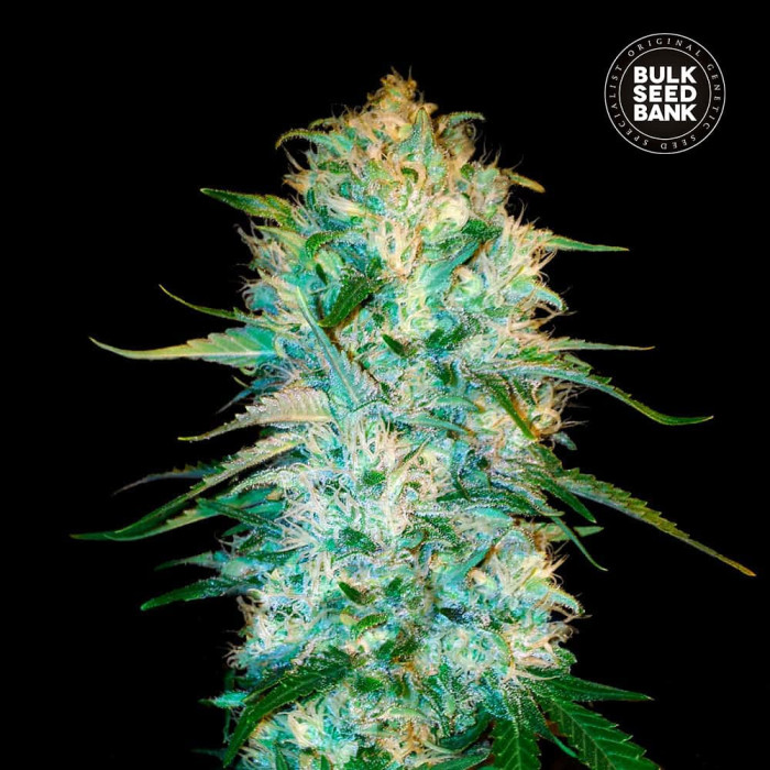 Насіння коноплі Amnesia Platinum autofem. Bulk Seed Bank