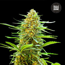 Banana Monkey auto feminised (Bulk Seed Bank)