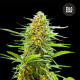 Семена конопли Banana Monkey autofem. Bulk Seed Bank