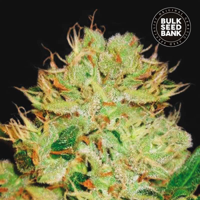 Насіння коноплі Bigger Bud autofem. Bulk Seed Bank