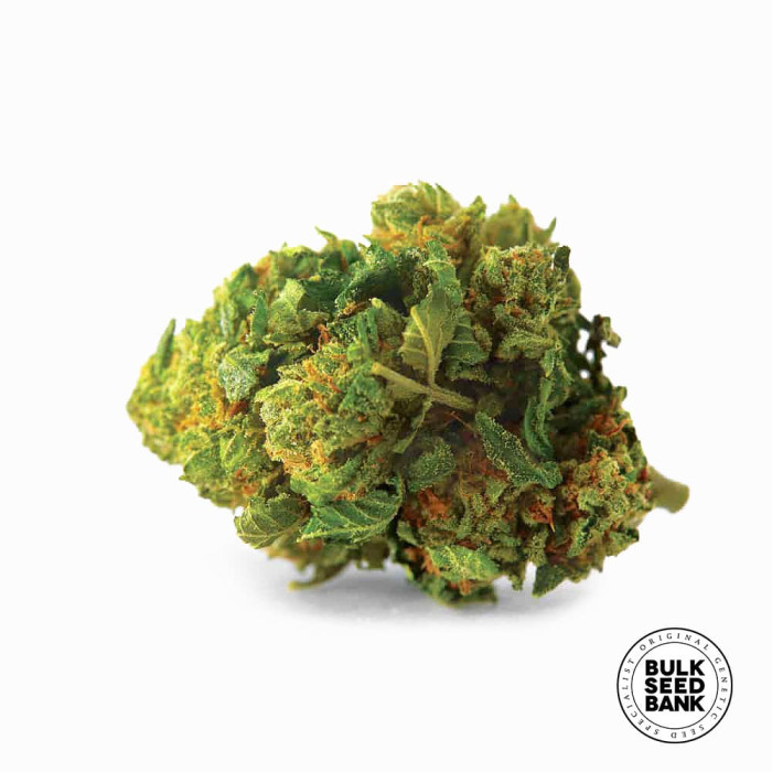 Насіння коноплі Bigger Bud autofem. Bulk Seed Bank
