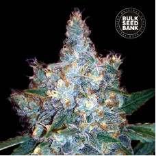 Blueberry Berry auto feminised (Bulk Seed Bank)