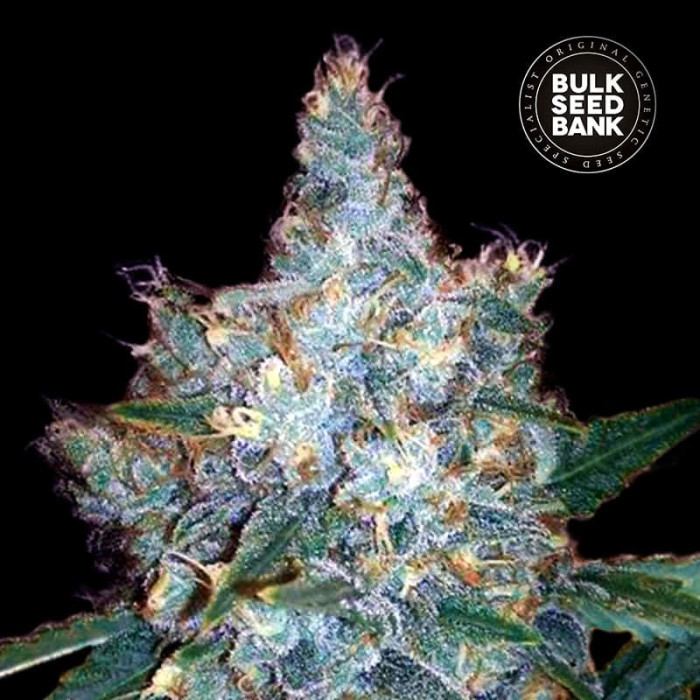 Насіння коноплі Blueberry Berry autofem. Bulk Seed Bank