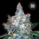 Насіння коноплі Blueberry Berry autofem. Bulk Seed Bank