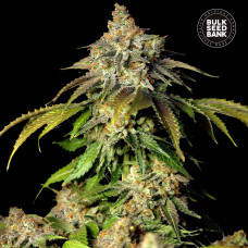 Bruce Banner #5 auto feminised (Bulk Seed Bank)