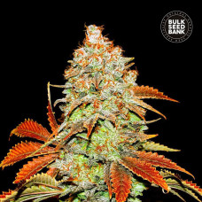 Bubblegum Extra auto feminised (Bulk Seed Bank)