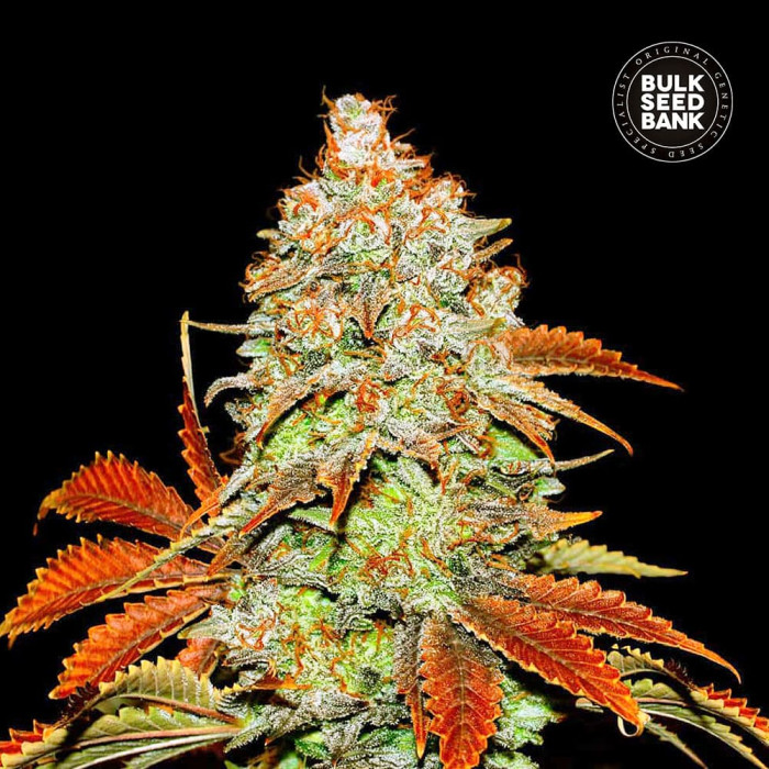Насіння коноплі Bubblegum Extra autofem. Bulk Seed Bank