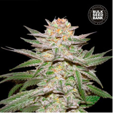 Caramel King auto feminised (Bulk Seed Bank)