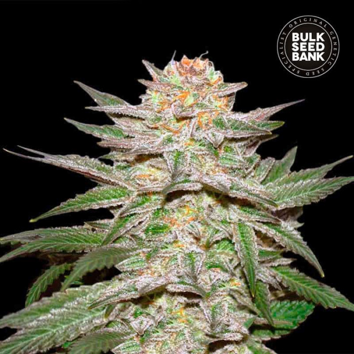 Насіння коноплі Caramel King autofem. Bulk Seed Bank