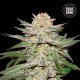 Насіння коноплі Caramel King autofem. Bulk Seed Bank