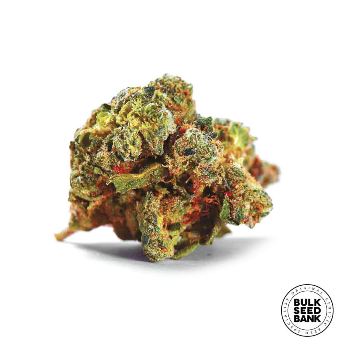 Насіння коноплі Caramel King autofem. Bulk Seed Bank