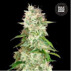 Cheese auto feminised (Bulk Seed Bank)