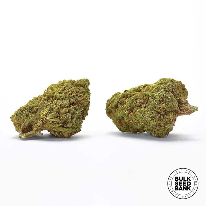 Насіння коноплі Cheese autofem. Bulk Seed Bank