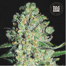 Chronical auto feminised (Bulk Seed Bank)