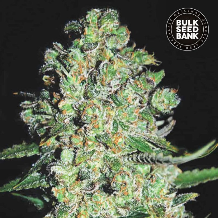 Насіння коноплі Chronical autofem. Bulk Seed Bank