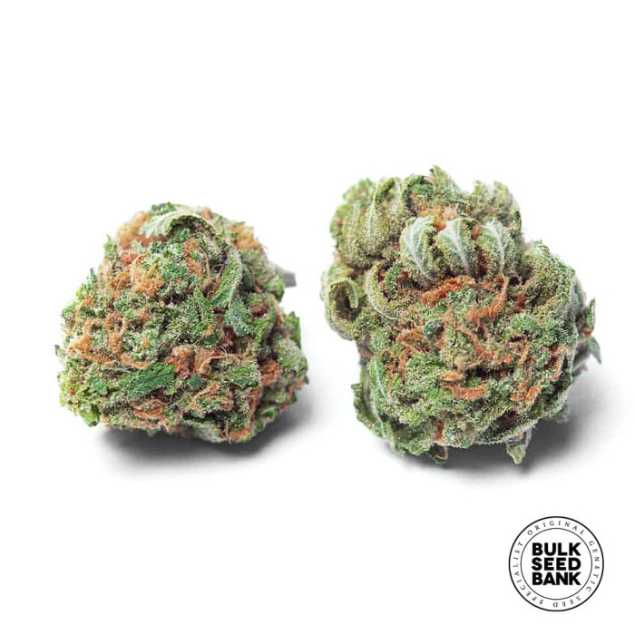 Насіння коноплі Chronical autofem. Bulk Seed Bank
