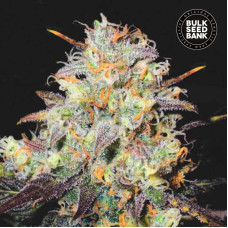 Cocopopo auto feminised (Bulk Seed Bank)