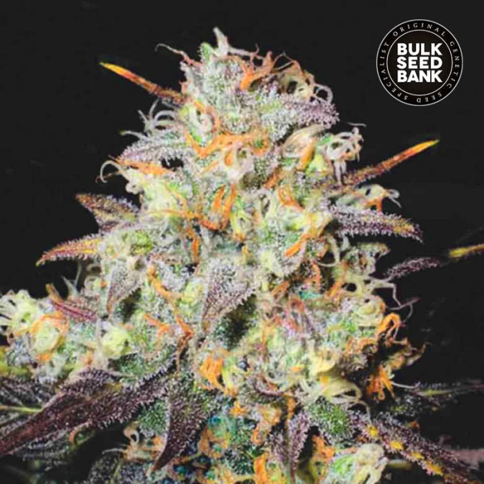 Насіння коноплі Cocopopo autofem. Bulk Seed Bank
