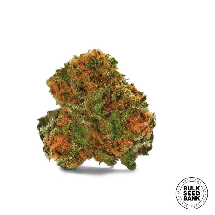 Насіння коноплі Cocopopo autofem. Bulk Seed Bank