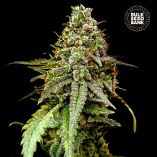 Coffe Rocket auto feminised (Bulk Seed Bank)