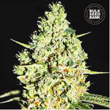 Critical auto feminised (Bulk Seed Bank)