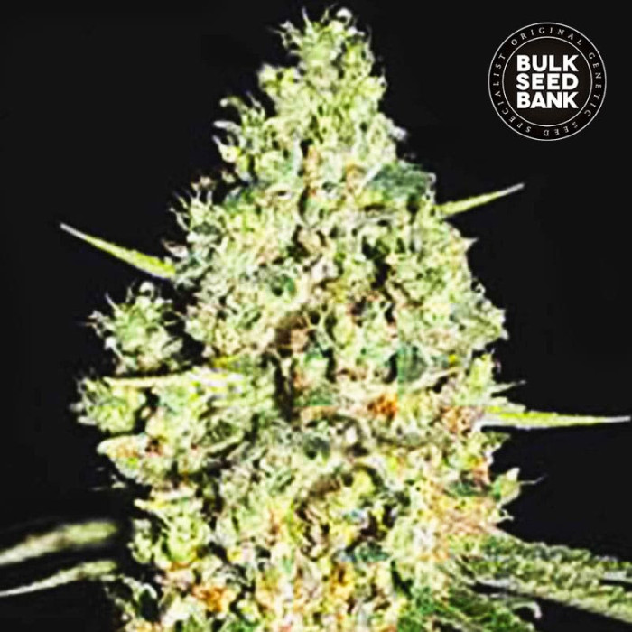 Насіння коноплі Critical autofem. Bulk Seed Bank
