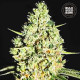 Насіння коноплі Critical autofem. Bulk Seed Bank