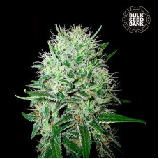 Devil’s Kiss auto feminised (Bulk Seed Bank)
