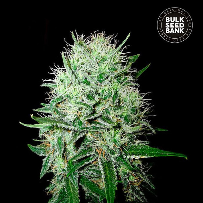 Семена конопли Devil’s Kiss autofem. Bulk Seed Bank