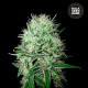 Семена конопли Devil’s Kiss autofem. Bulk Seed Bank