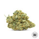 Семена конопли Devil’s Kiss autofem. Bulk Seed Bank