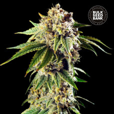 Dosidos Rocketos auto feminised (Bulk Seed Bank)