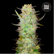 Dubai Poison auto feminised (Bulk Seed Bank)