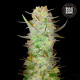 Семена конопли Dubai Poison autofem. Bulk Seed Bank